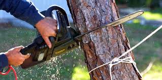 Best Tree Risk Assessment  in Heritage Village, CT