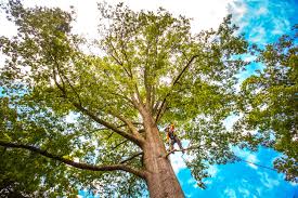 How Our Tree Care Process Works  in  Heritage Village, CT