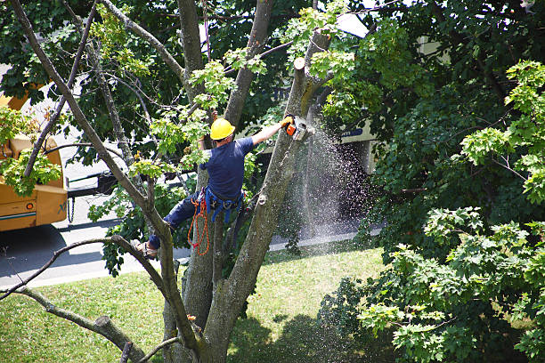 Best Tree and Shrub Care  in Heritage Village, CT