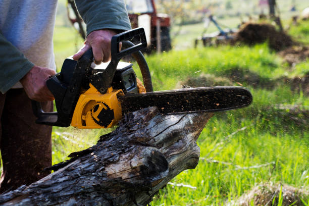 Best Root Management and Removal  in Heritage Village, CT