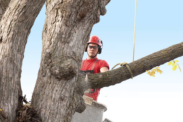 Best Arborist Consultation Services  in Heritage Village, CT